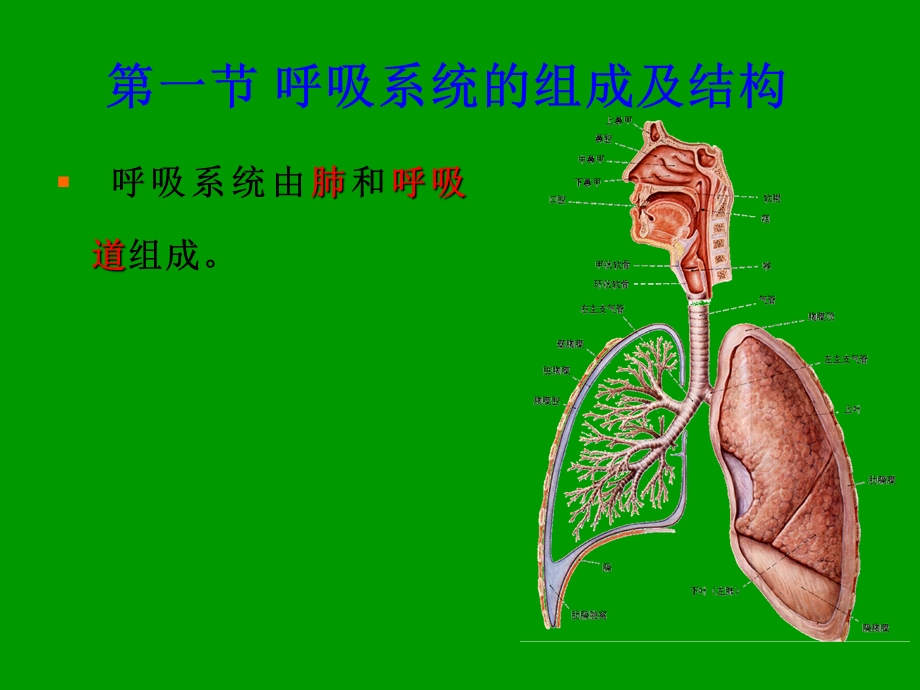 人体解剖生理学-呼吸系统的结构与功能.ppt_第3页