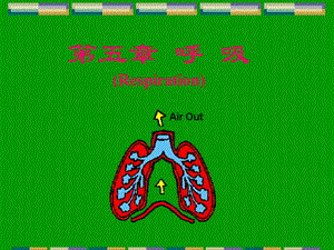 人体解剖生理学-呼吸系统的结构与功能.ppt