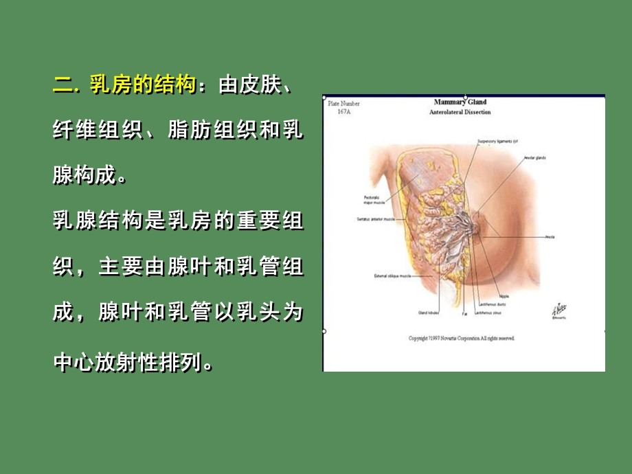 乳腺疾病和宫颈疾病.ppt_第3页