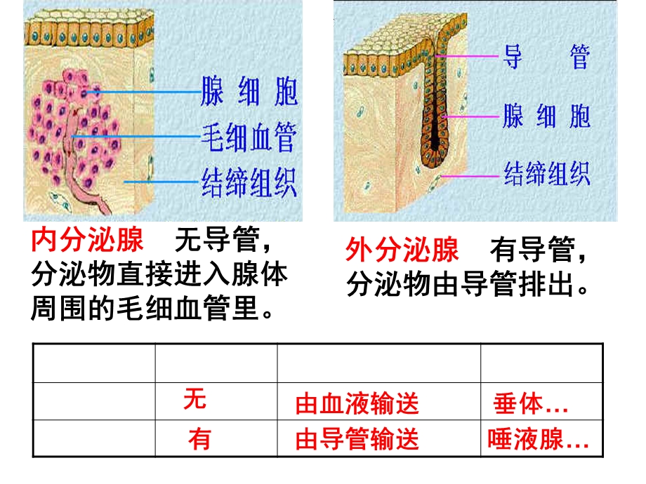 人教版七年级下册生物激素调节.ppt_第3页