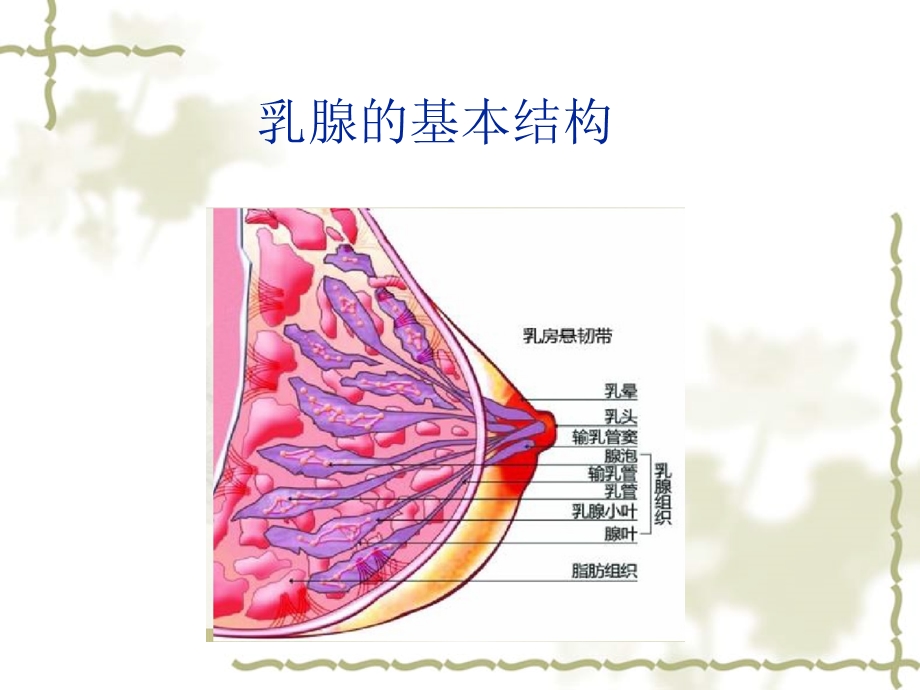 乳腺增生病小讲课.ppt_第3页