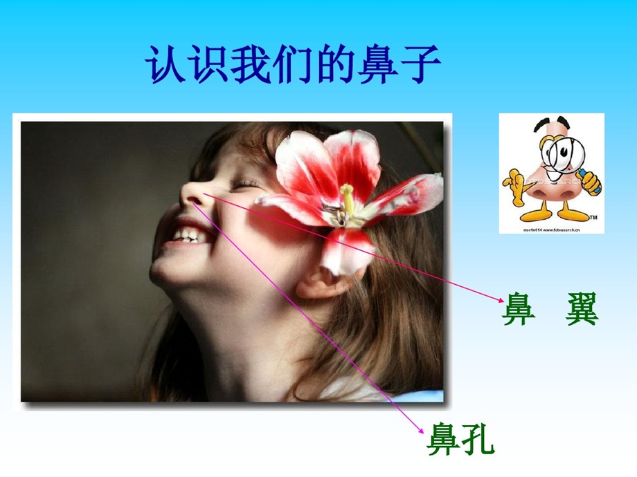 中班安全活动保护鼻子.ppt_第3页