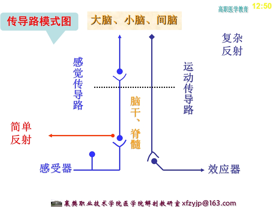 中枢神经系统传导路.ppt_第2页