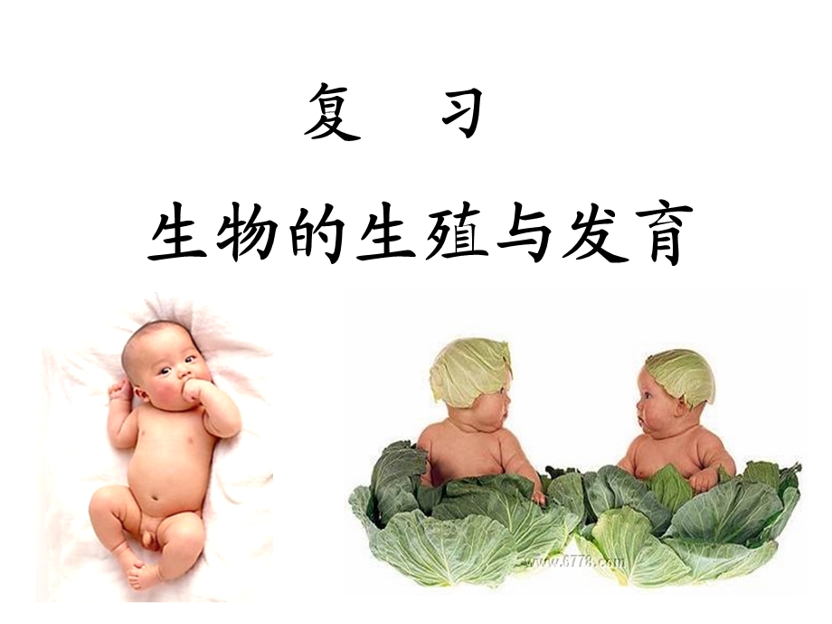 人与动物的生殖与发育.ppt_第1页