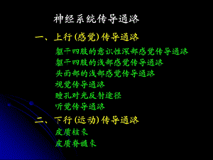 人体解剖学：传导路.ppt