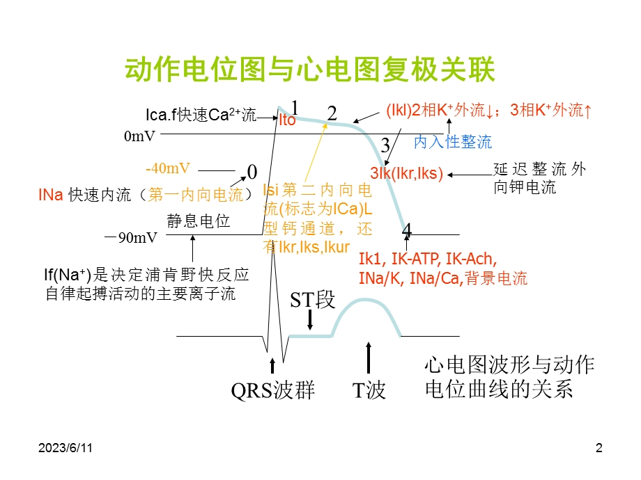 中药对离子通道影响研究.ppt_第2页