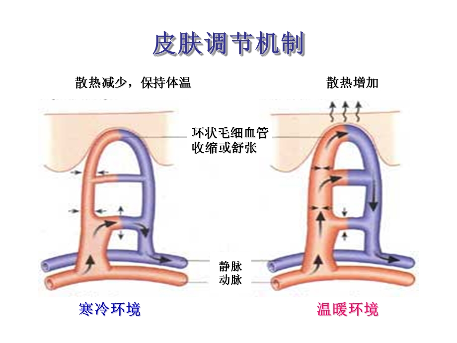 体温异常及管理.ppt_第3页