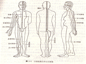 中医穴道-位置针灸法医治疾病血管和神经分布.ppt