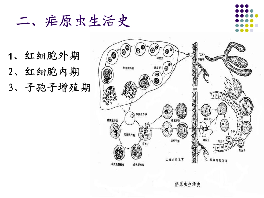 人体疟原虫镜检技术.ppt_第3页