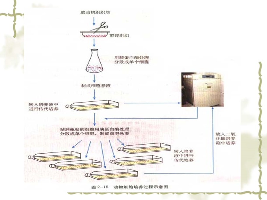 人教版教学课件动物细胞培养和核移植技术ppt.ppt_第3页