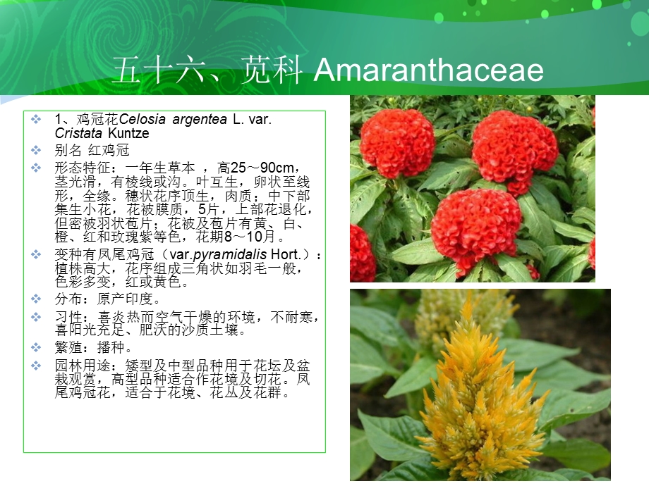 五十六、苋科Amaranthaceae.ppt_第2页