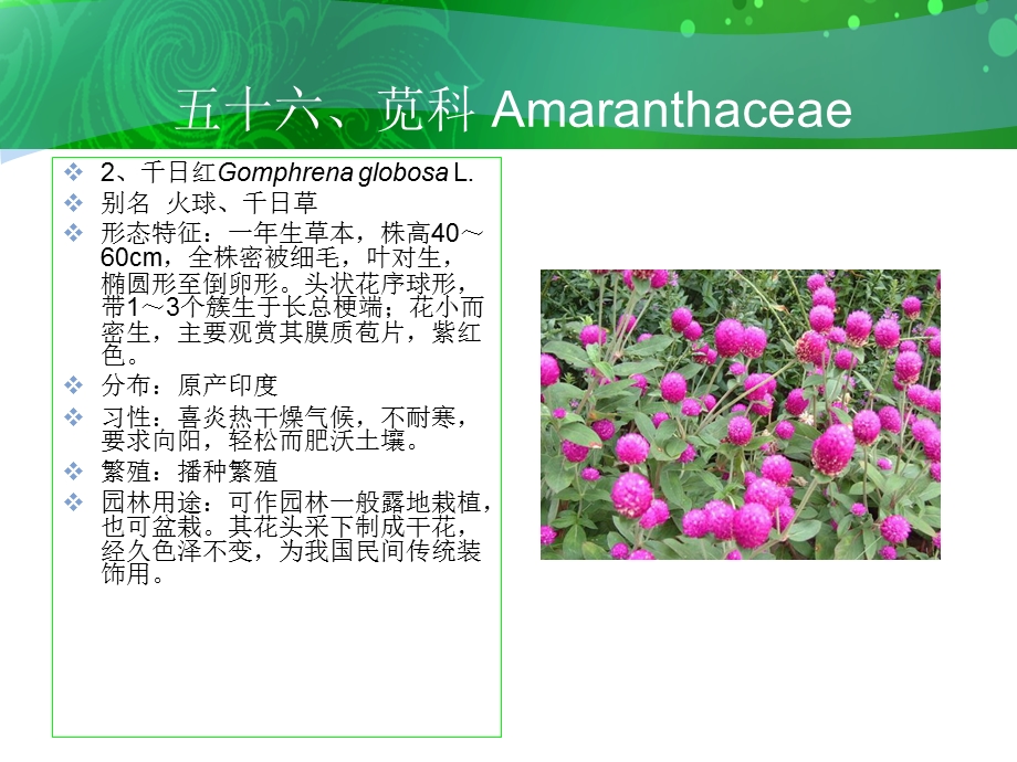 五十六、苋科Amaranthaceae.ppt_第3页