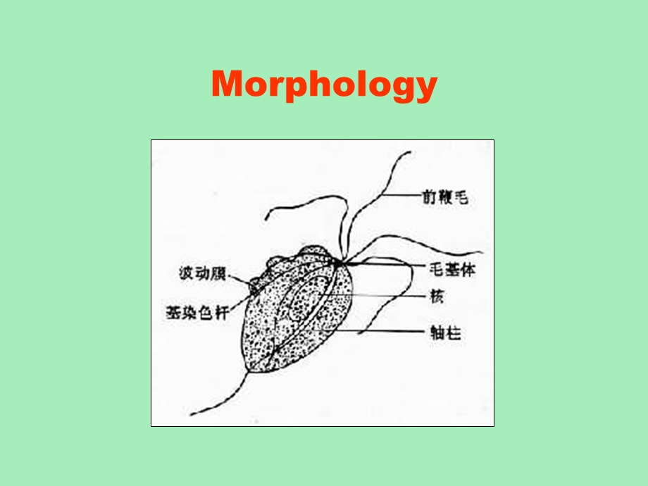 人体寄生虫学课件阴道毛滴虫.ppt_第2页