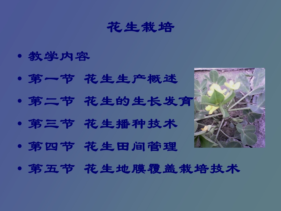 作物栽培花生栽培.ppt_第3页