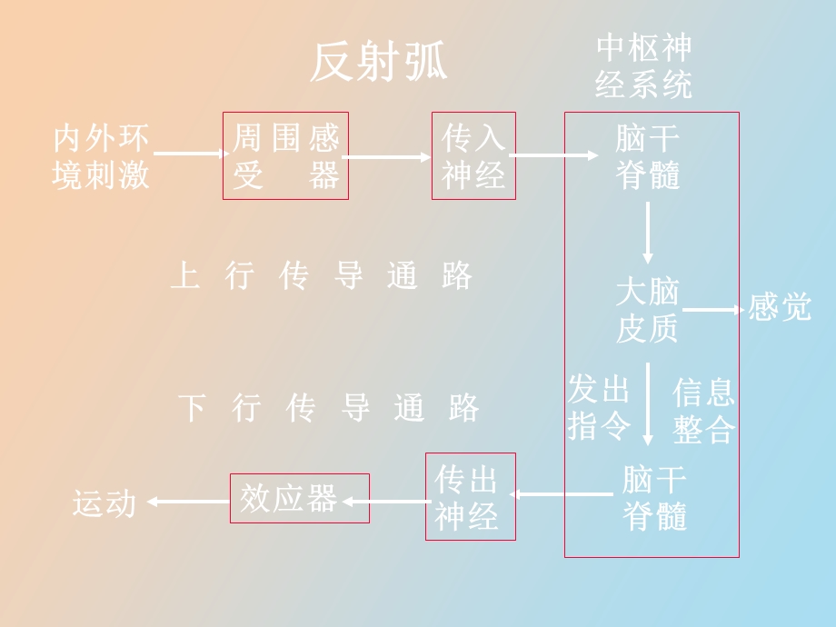 临床专业传导通路.ppt_第2页