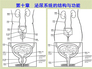 人体解剖生理学泌尿系统.ppt