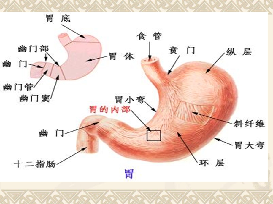 作用于消化系统的药物讲.ppt_第3页