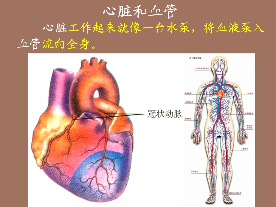 体内物质的运输.ppt_第3页