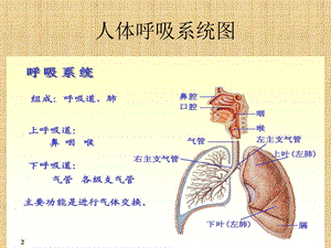 人体呼吸系统图.ppt