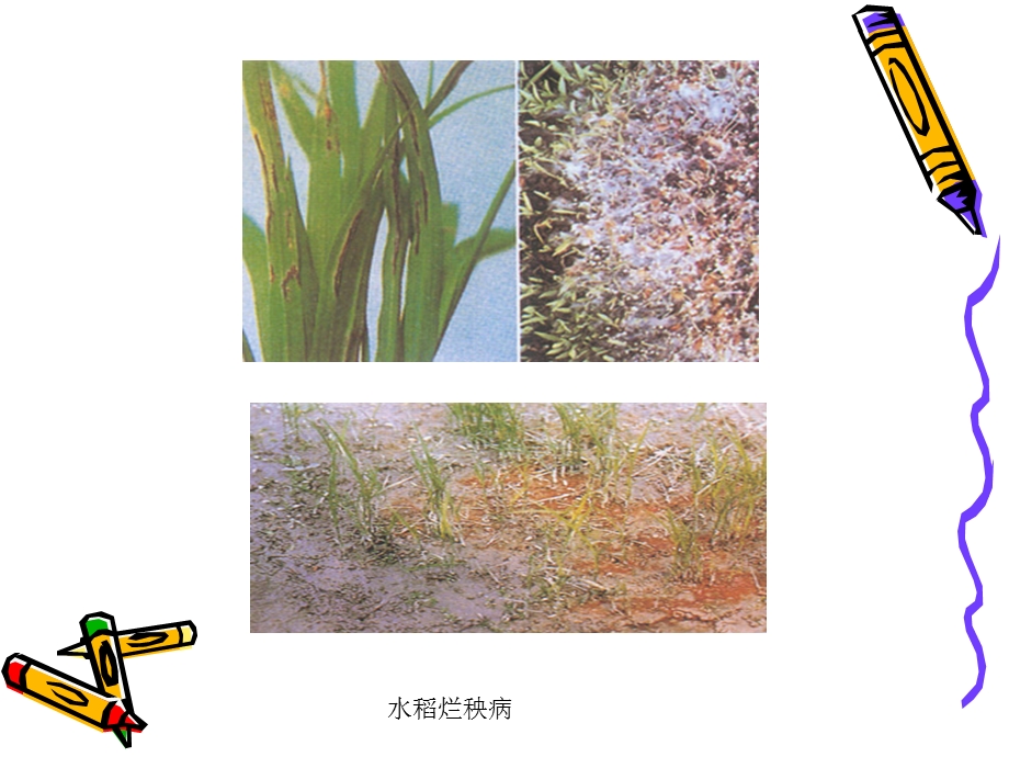 作物病虫害防治.ppt_第3页