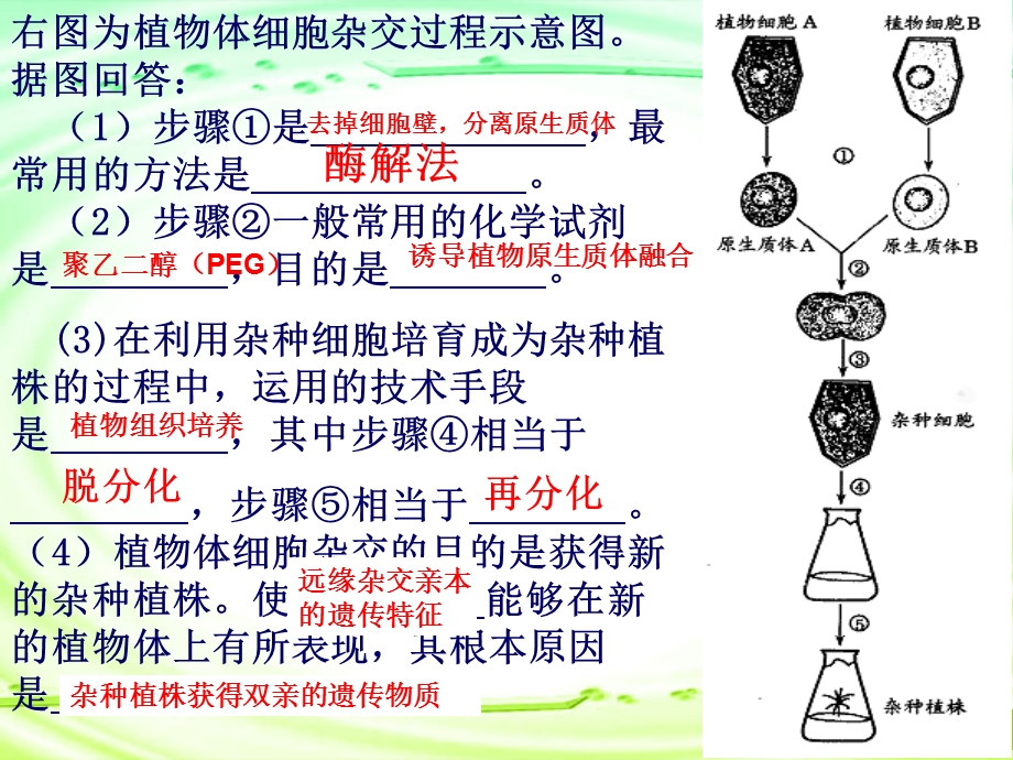 人教版教学课件菊花的组织培养课件.ppt_第2页