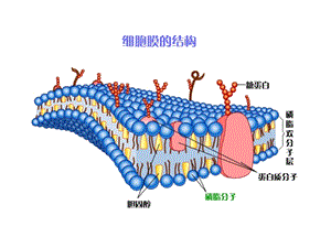 人教版教学课件第四章第三节物质跨膜运输的方式.ppt