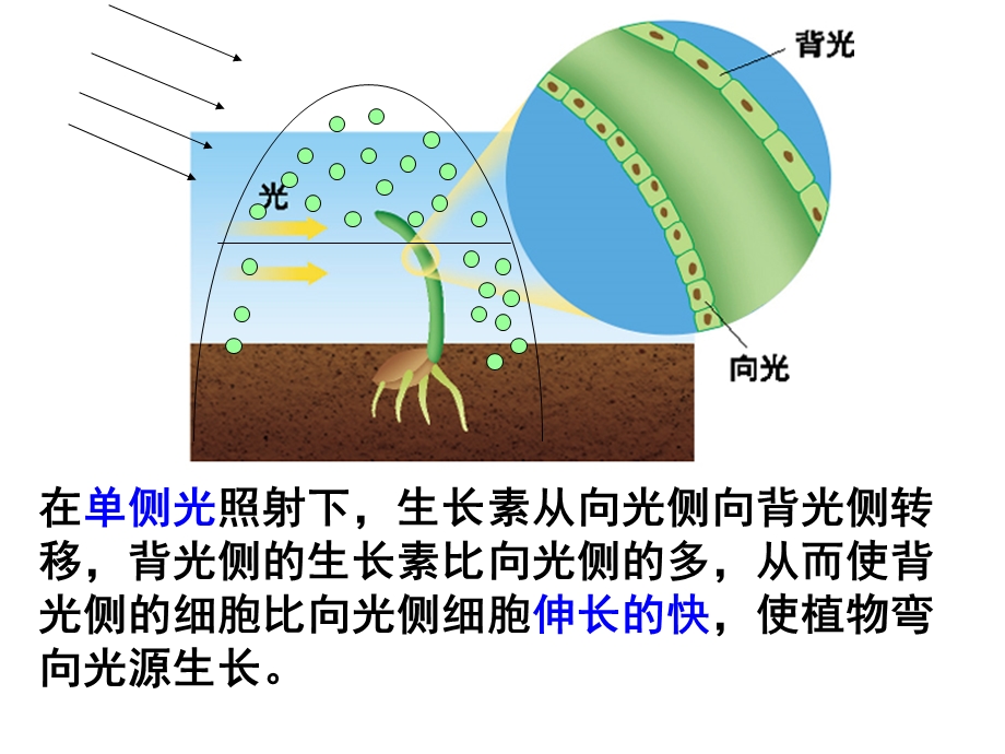 人教版教学课件3-2生长素的生理作用.ppt_第1页