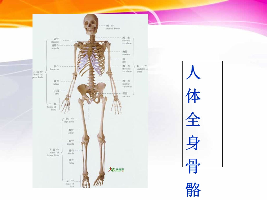 中职人体解剖学基础绪论.ppt_第3页