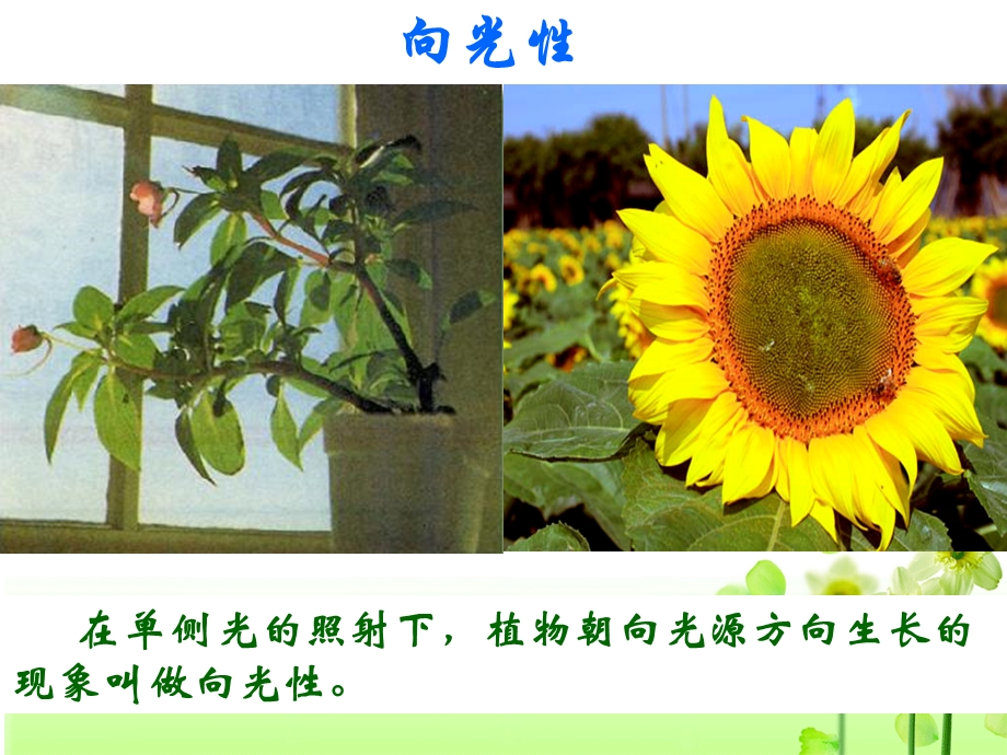 使用课件3植物生长素的发现.ppt_第3页