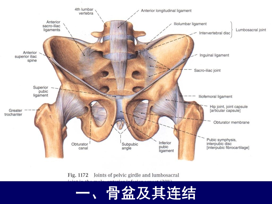 人体断层解剖学-女性盆部断层面解剖.ppt_第2页