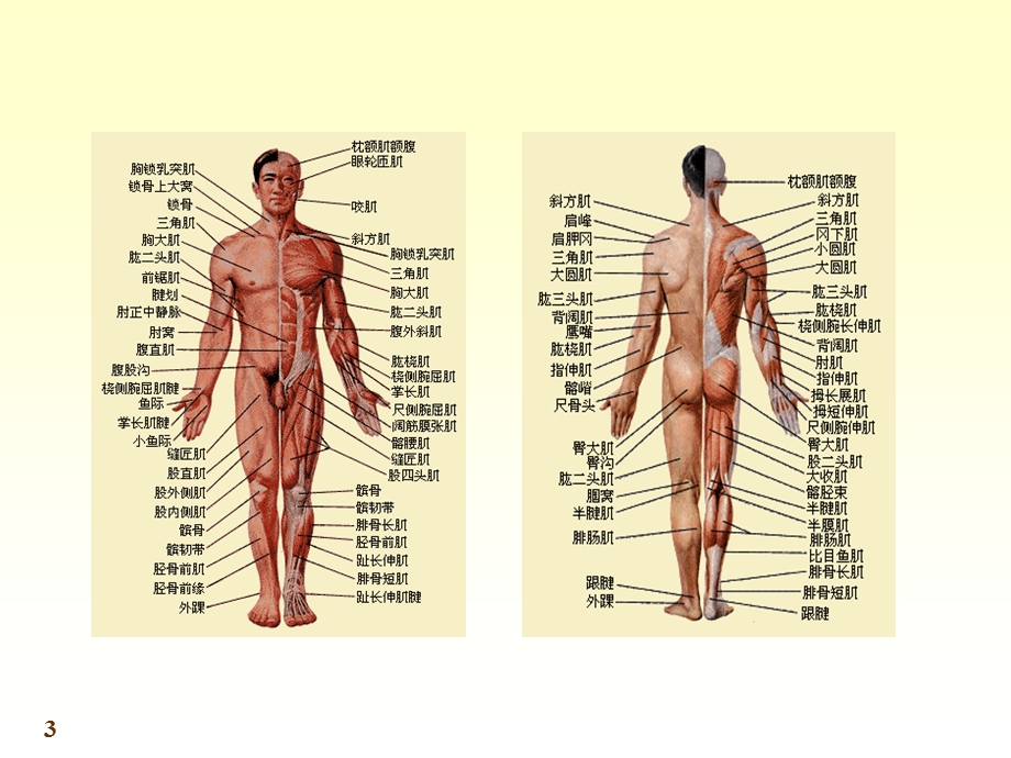 人体系统解剖教程4-运动系统-肌学.ppt_第3页