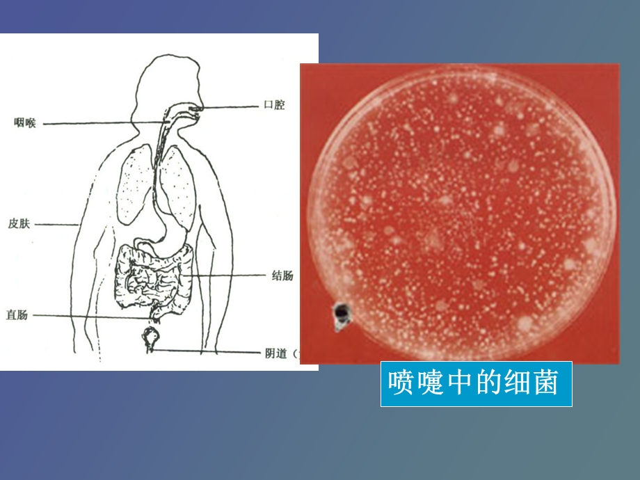 人体常见的正常菌群.ppt_第3页