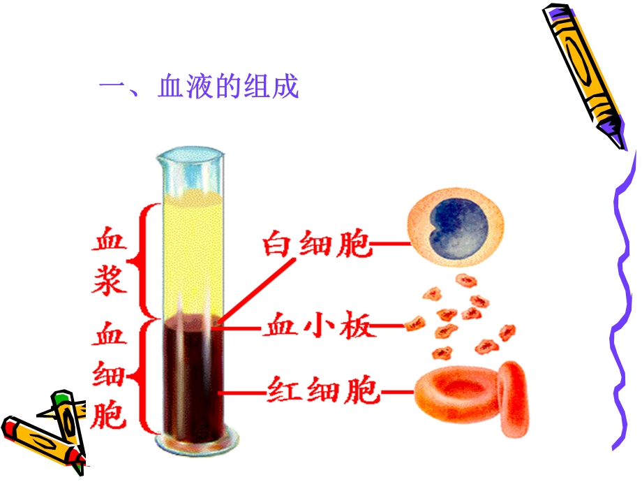 人体内物质运输一节流动组织血液.ppt_第3页