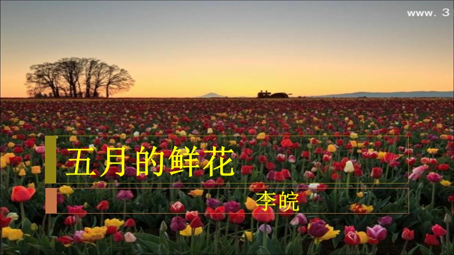 五月的鲜花-李皖.ppt_第1页