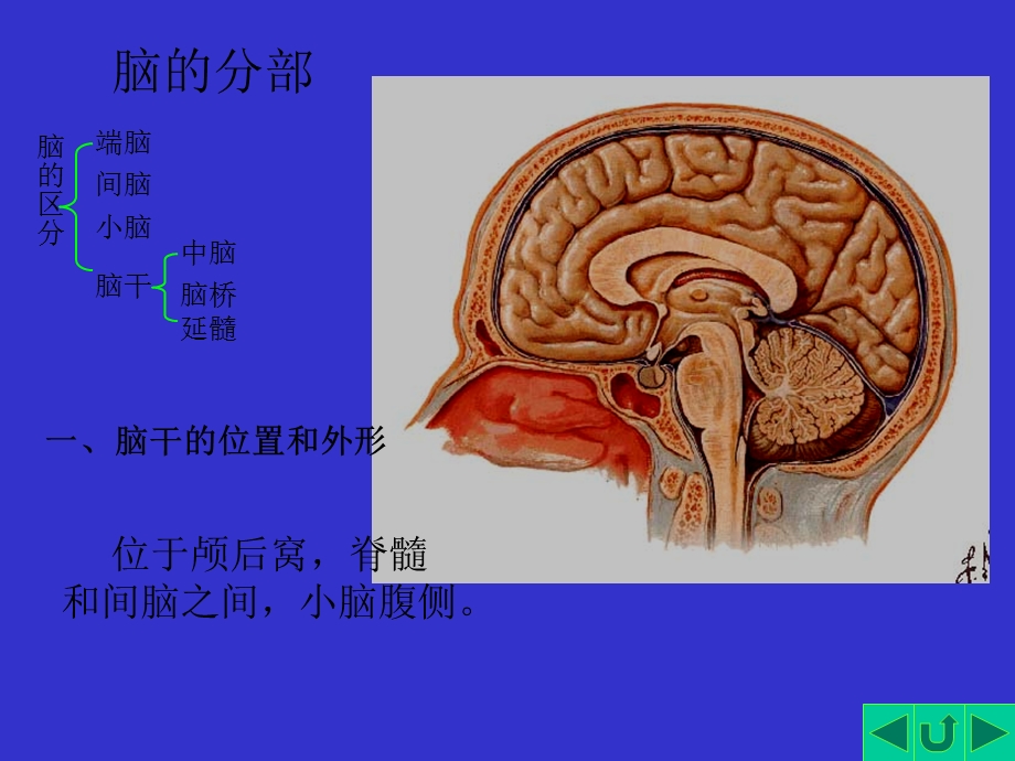 人体解剖学脑干.ppt_第3页