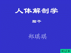 人体解剖学脑干.ppt