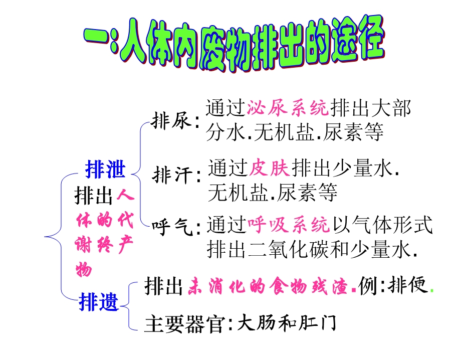 人体内的废物排出.ppt_第3页