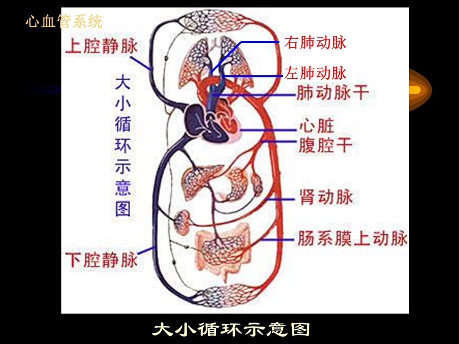 人解生理第六章循环系统.ppt_第3页