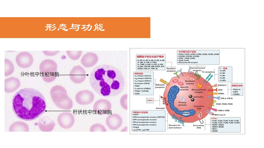 中性粒细胞胞外网状陷阱.ppt_第2页