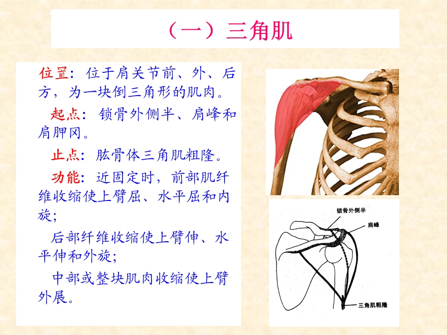 人体解剖-骨骼肌-上肢肌.ppt_第3页