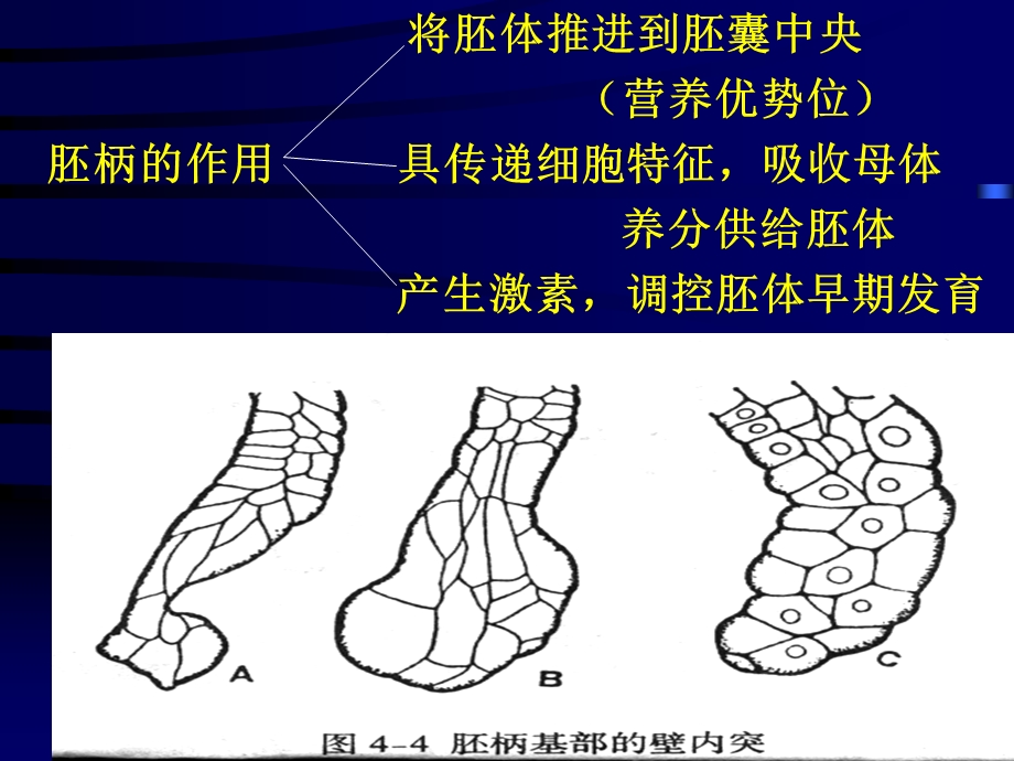 作物种子学课件-种子2、3章.ppt_第3页