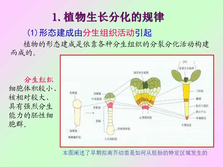 九、植物生长生理.ppt_第2页