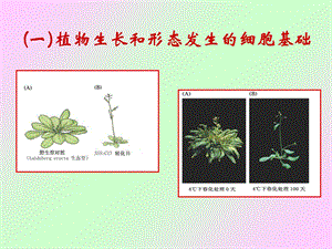 九、植物生长生理.ppt