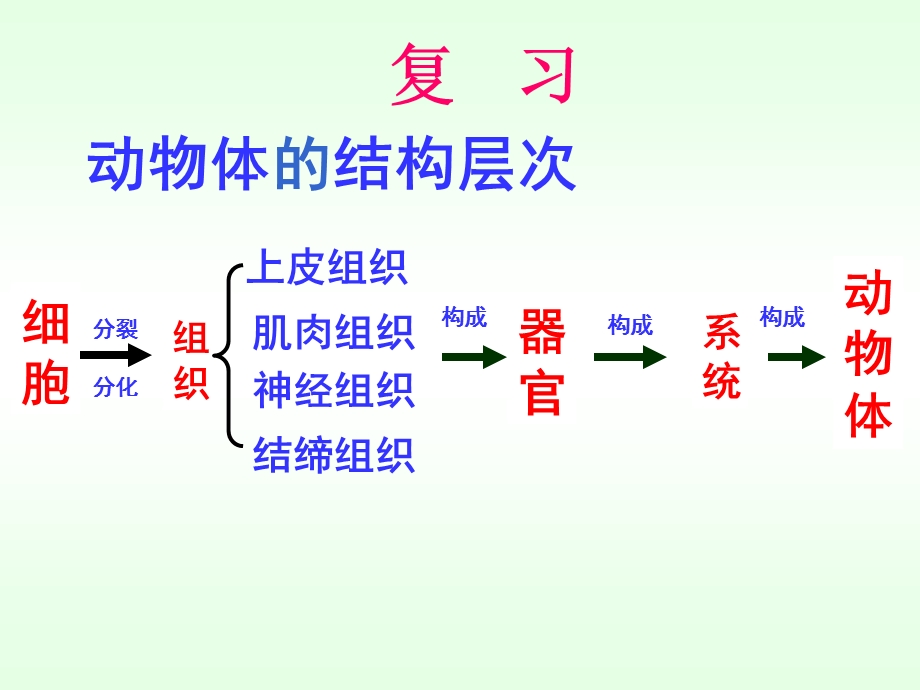 人教版七年级生物上册植物体的结构层次.ppt_第3页