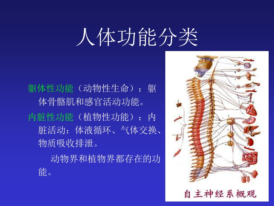 交感神经系统与B-受体阻断剂.ppt_第3页