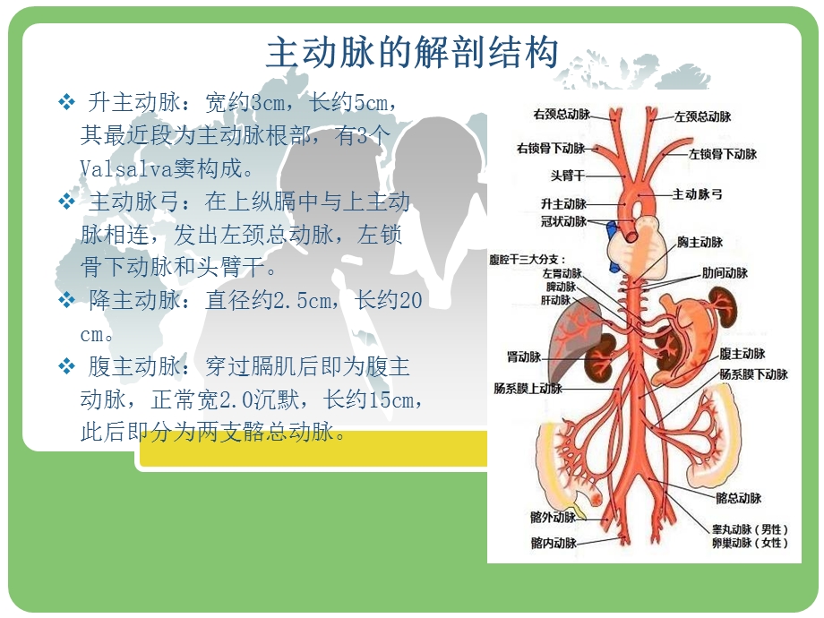 主动脉夹层的病例讨论.ppt_第2页