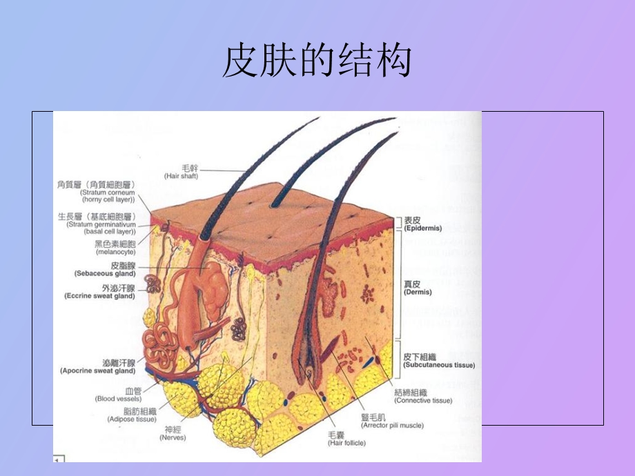 伤口的病理生理.ppt_第3页