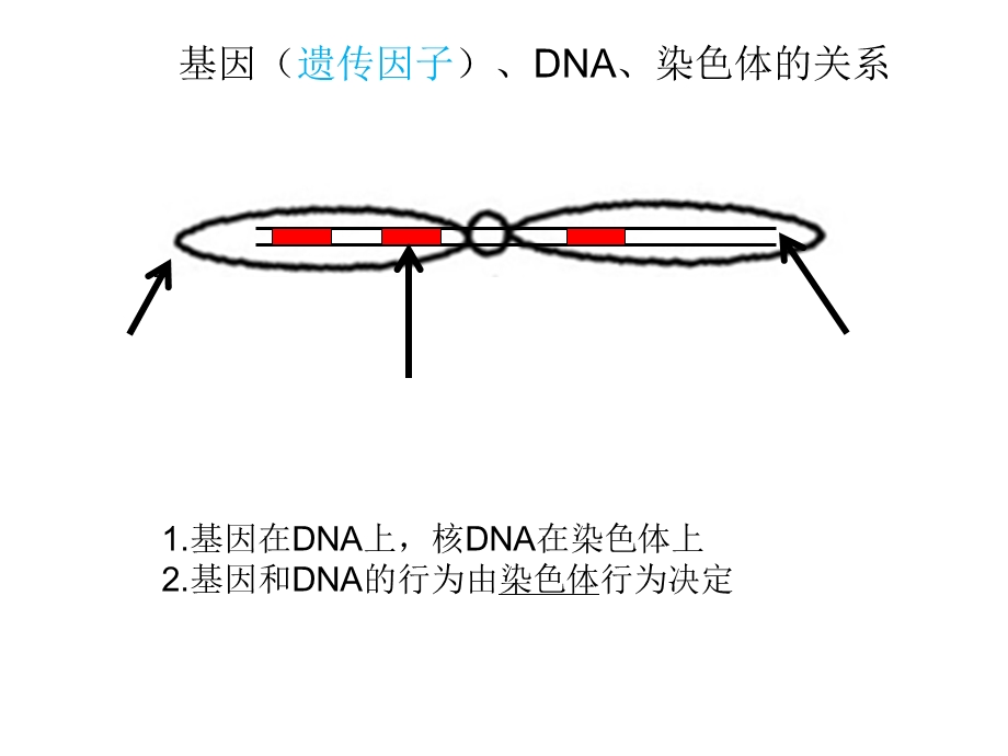 人教版生物必修二知识框架.ppt_第3页