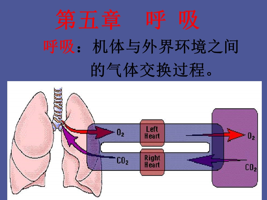 中职护理专业生理学呼吸.ppt_第1页