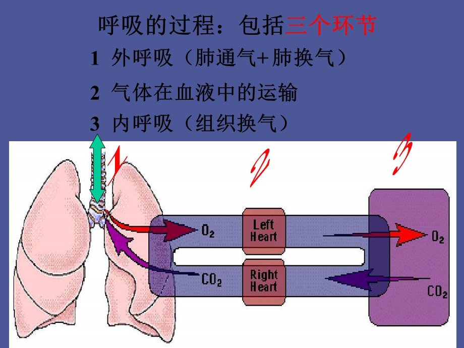 中职护理专业生理学呼吸.ppt_第2页